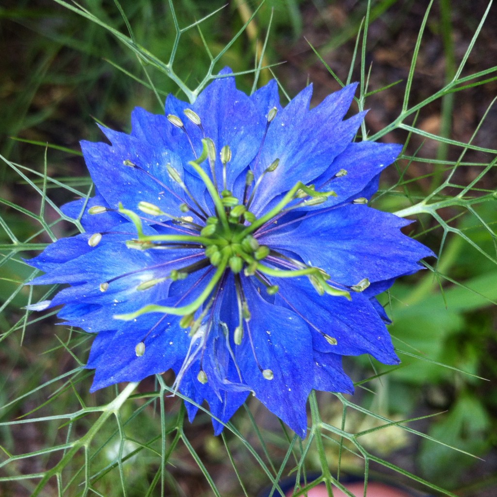 Wildflower Blue